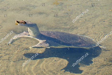 Spiny Softshell Turtle Apalone Spinifera Adult Editorial Stock Photo