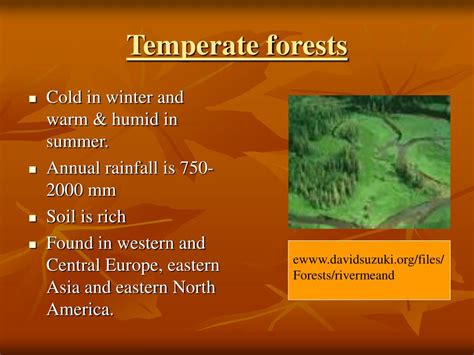 Rainforests can be tropical, subtropical, and temperate forests. PPT - PRESENTATION ON FOREST ECOSYSTEM PowerPoint Presentation, free download - ID:1268433