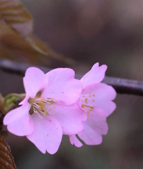 Check spelling or type a new query. sakura | Flower aesthetic, Cherry blossom branch, Love flowers