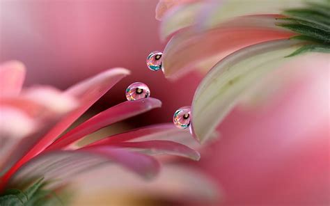 Water Drops Flower Petal Pink Water Drop Hd Wallpaper Peakpx