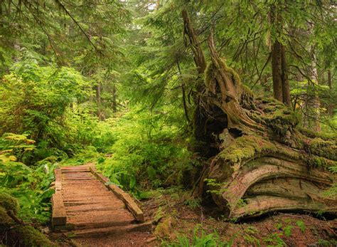 Guide To Washington State S Ancient Forests Giant Trees And Old Growth Hikes — Lucas Cometto
