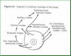 This paper describes in detail the anatomical issues relating to breast lymphatic drainage and the correlated axillary and. Breast Flashcards - Cram.com