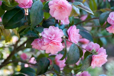774521 Camellia Pink Color Branches Rare Gallery Hd Wallpapers
