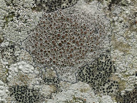 Crustose Lichens Stock Image C0032199 Science Photo Library