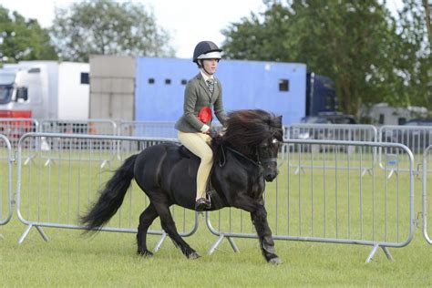 7 Shetland Ponies With Charisma And Cuteness Who Won Last Show Season You’ll Want To Take Them