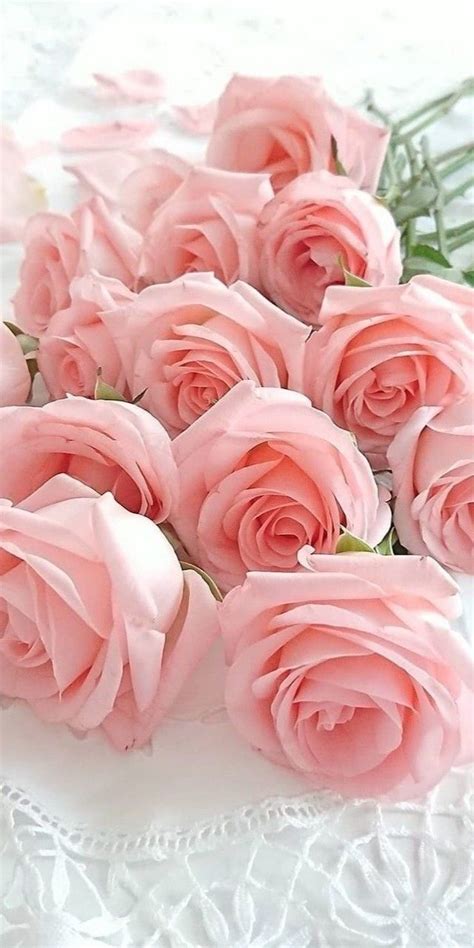 Pin By калейдоскоп On картинки розы Beautiful Rose Flowers