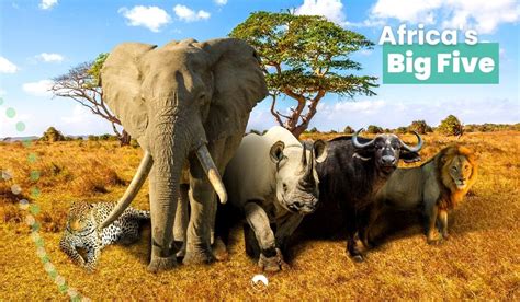 Africas Big Five The Most Iconic Wildlife Of The Continent