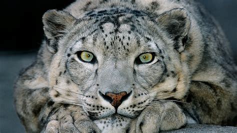 El Leopardo De Las Nieves Se Deja Ver Por Primera Vez En Años Al Sur De