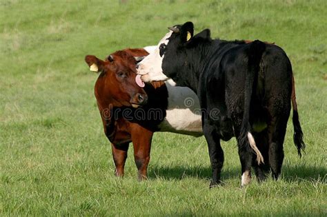 Las Vacas Se Lamen Entre Ellas En El Prado Imagen De Archivo Imagen De Vacas Ella 176999309