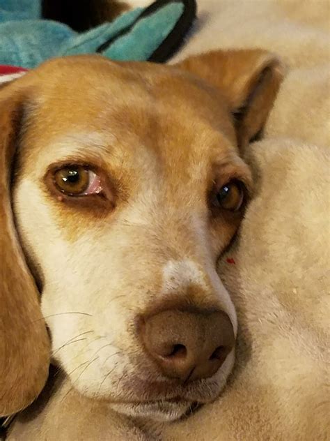 Beagle Eyes Zoë Pets Dogs Beagle