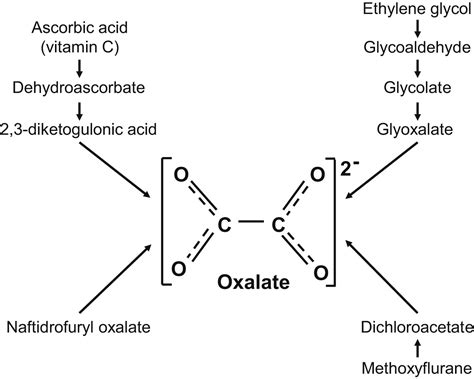 Pathophysiology And Management Of Hyperoxaluria And Oxalate Nephropathy