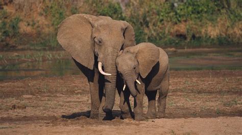 47 Cute Elephant Wallpapers On Wallpapersafari In 2021 Elephant