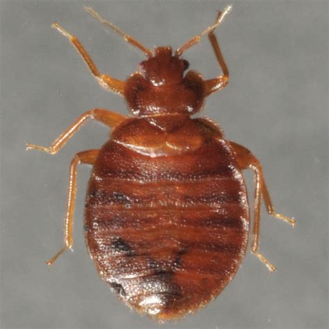 Bed Bug Photos Rutgers Njaes