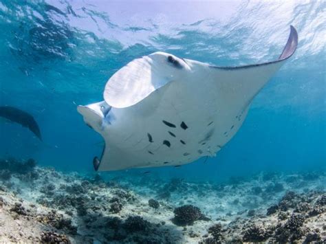 Maldives Manta Ray Conservation Snorkeling Cruise Responsible Travel