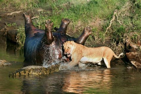 ケニアの川に死んだカバが転がっている。そこへクロコダイルとライオンがやってきた ポッカキット