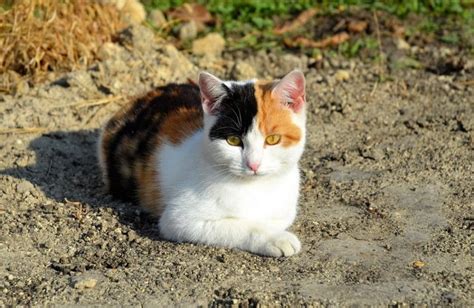 12 Gypsy Cat Names That We Love Catvills