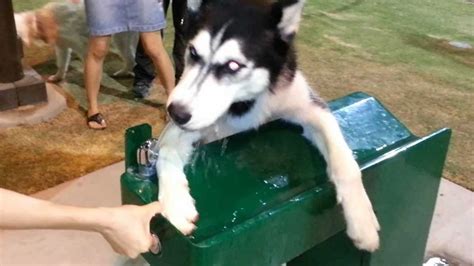 Drinking more water is medically referred to as polydipsia, and it is one of the most common problems seen in veterinary medicine, according to appleman. Siberian Husky puppy Laughy - Drinking water from water ...