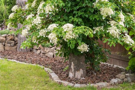 How To Grow And Care For Climbing Hydrangeas A Detailed Guide Florgeous