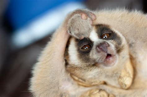 Armed And Dangerous Murder Lorises Use Their Venom Against Each Other