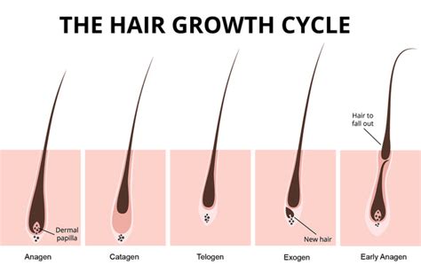 Hair Cycles Of Growth Atsdr Hair Analysis Panel Discussion Section 2