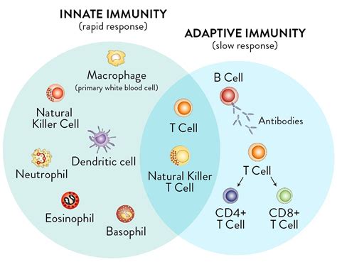 Difference Between Innate And Adaptive Immunity