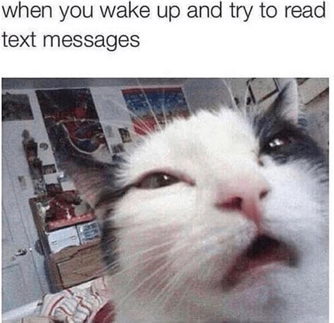 28 Catnip Filled Memes To Satisfy Your Caturday Obsession I Can Has