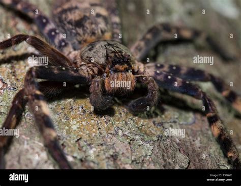 Huntsman Spider Sparassidae Sp Hi Res Stock Photography And Images Alamy