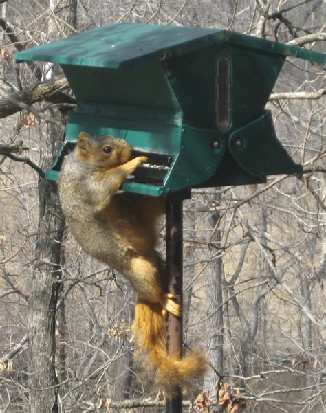 When you notice a squirrel in your home, make a loud noise at the to frighten the squirrel. "Squirrel-Proof" Bird Feeding | D'oh!-I-Y