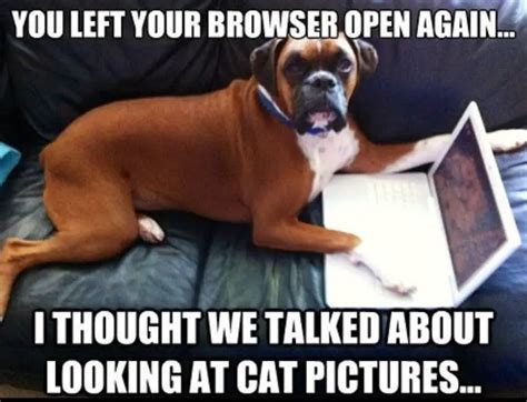 28 Best Boxer Dog Memes Of All Time The Paws