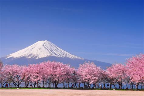 When Will The Cherry Blossoms Bloom In Japan 2024 Marys Engracia