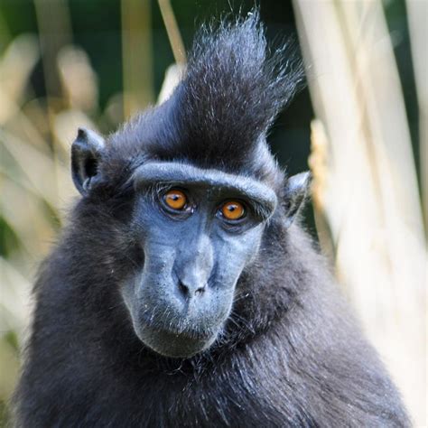 Animal Planet On Instagram The Celebes Crested Macaque Lives In