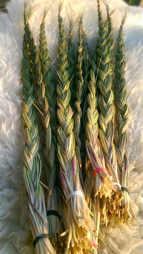 Sweetgrass Braids Native American Indian Four Medicines