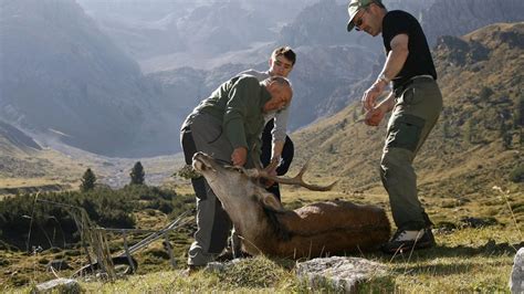 Hochjagd In Graubünden Werden 5560 Hirsche Geschossen