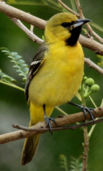 What Kind Of Birds Are Yellow And Black Photos Of 15 Kinds What