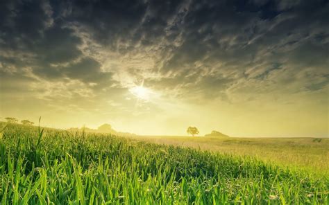 Nature Landscape Field Sun Grass Best Hd Desktop Wallpaper