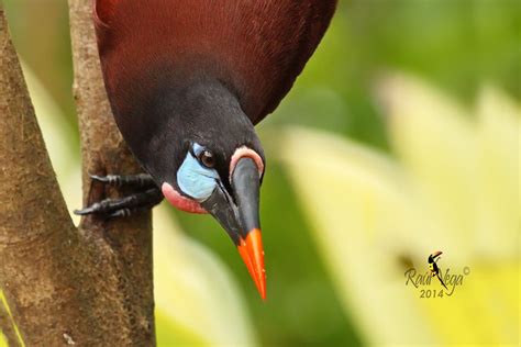 Oropéndola De Montezuma Montezuma Oropendola Psaracol Flickr