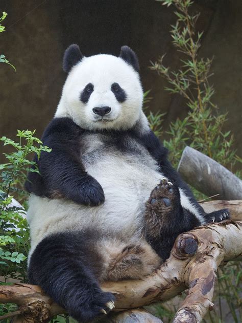 Bai Yun Sitting Pretty Panda Bear Baby Panda Bears Zoo Animals