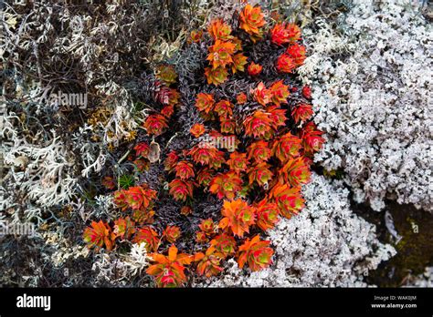 Greenland Eqip Sermia Irish Saxifrage And Lichen Stock Photo Alamy