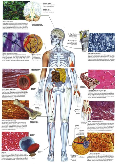 Tejidos Del Cuerpo Humano Biology Lessons Biology Notes Tissue