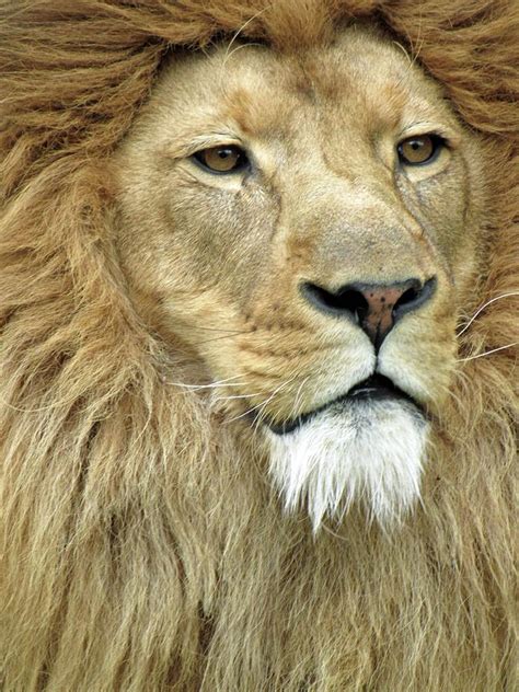 African Lion Male Mane Attraction 01 Photograph By Pamela Critchlow