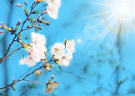 Blue Sky Sunshine Spring Cherry Blossom Background Halo Sky Blue