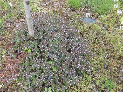 We go to a residential lawn and show not only are certain weeds an eyesore that can really hurt the look of a landscaped flower bed, but. Weed or Thyme | TheEasyGarden - Easy, Fun, & Fulfilling ...