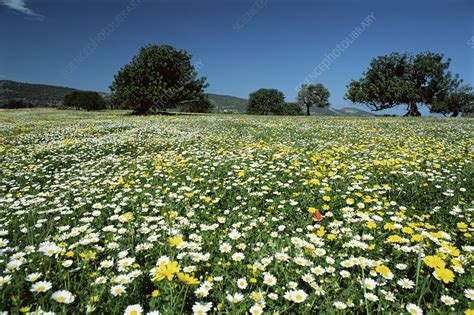 Wildflower Meadow Stock Image B5300175 Science Photo Library