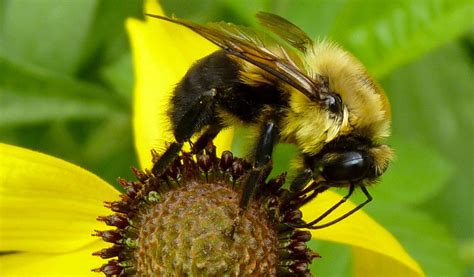 Bumble Bees Facts Information And Pictures