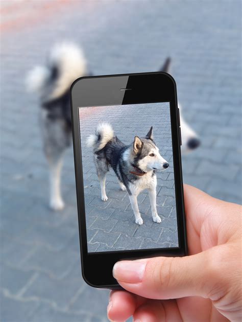 Photo Self Dog With Smartphone Kings And Queens Pet Sitting