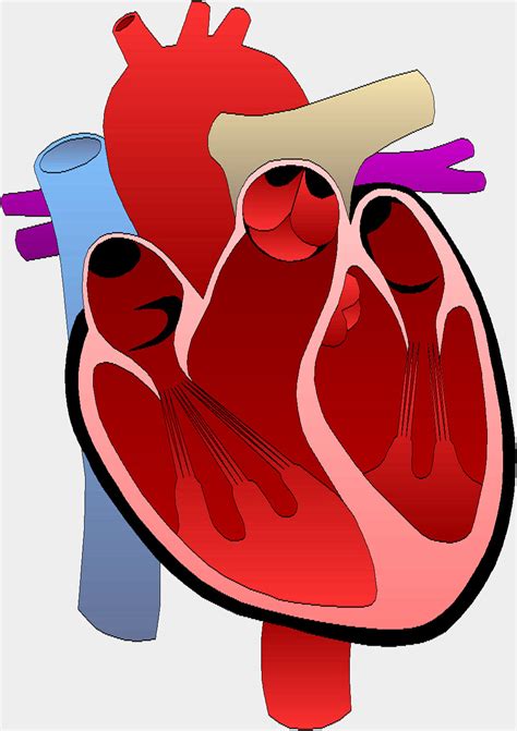 Organic Heart Organ