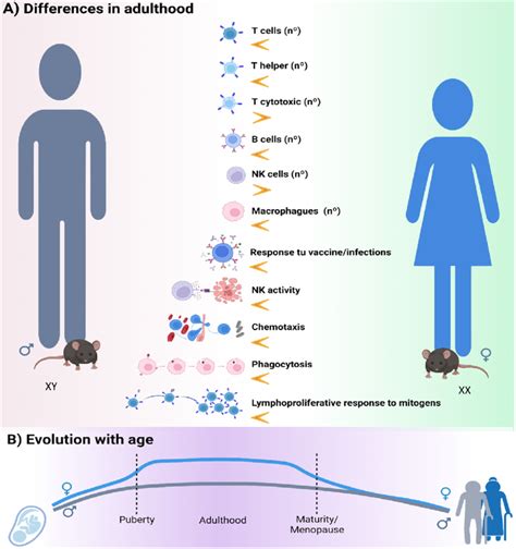 sex differences in the immune system and its evolution with age women download scientific