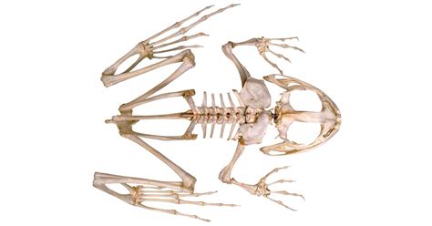 Frog Leg Bones Diagram External Anatomy Frog Anatomy Drawing Diagram