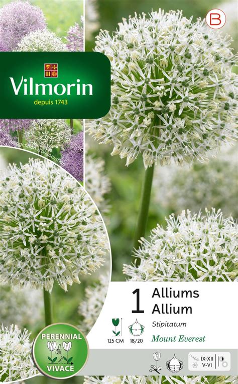 1 Bulbe Florale Allium Stipitatum Blanc Leroy Merlin