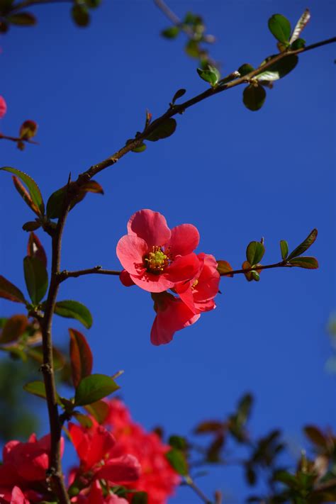 Free Images Nature Branch Blossom Sky Leaf Flower Petal Bloom